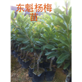 东魁杨梅苗 福建东魁杨梅苗 漳州东魁杨梅苗 龙海东魁杨梅苗 