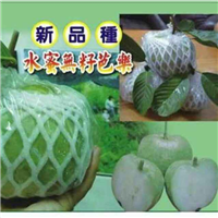 水蜜无籽芭乐－红宝石芭乐苗