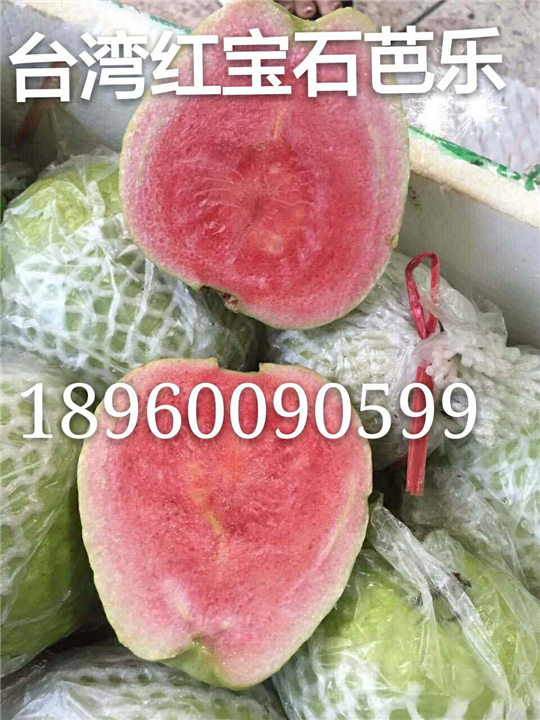 少籽红宝石芭乐－漳州少籽红宝石芭乐苗