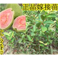 台湾红心芭乐苗|免费提供技术|红心芭乐苗