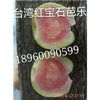 少籽红宝石芭乐－少籽红宝石芭乐苗批发