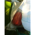 1台湾大叶红莲雾苗，大叶红莲雾苗