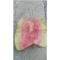 少籽红宝石芭乐－少籽红宝石芭乐种植基地