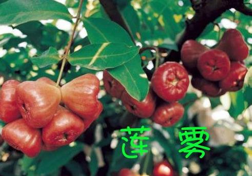 台湾莲雾苗|福建莲雾苗|技术经验丰富