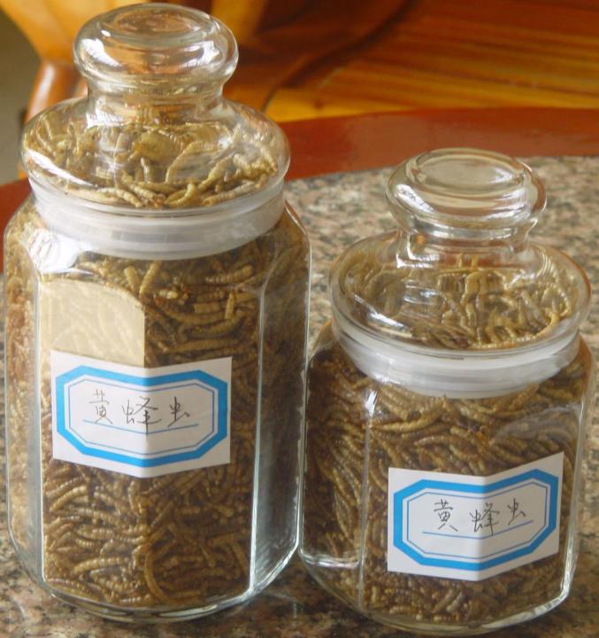 黄粉虫利用-黄粉虫利用|云南黄粉虫|云南黄粉虫王|黄粉虫专家|云南黄粉虫养殖1 