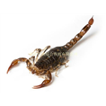 蝎子