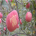 红富士苹果基地直销18992126301陈 