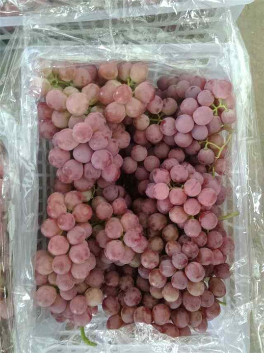 宾川红提批发商￥云南红提批发 