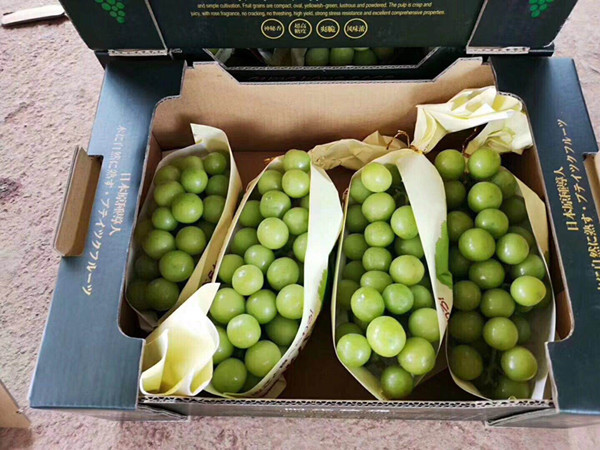 云南阳光玫瑰葡萄基地 