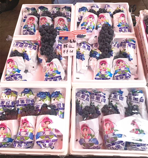云南宾川夏黑葡萄 