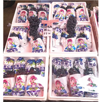 云南宾川夏黑葡萄 