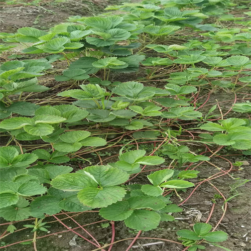 广西隋珠草莓苗种植基地