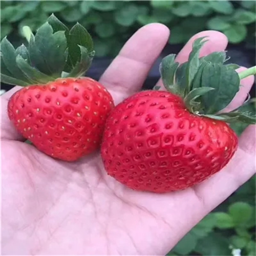 广西隋珠草莓苗