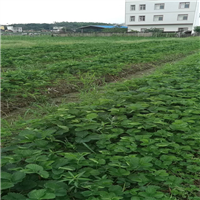 黔莓1号草莓苗批发基地