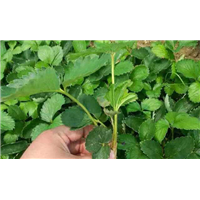 红颜草莓苗批发价格－广西桂林红颜草莓专业合作社 