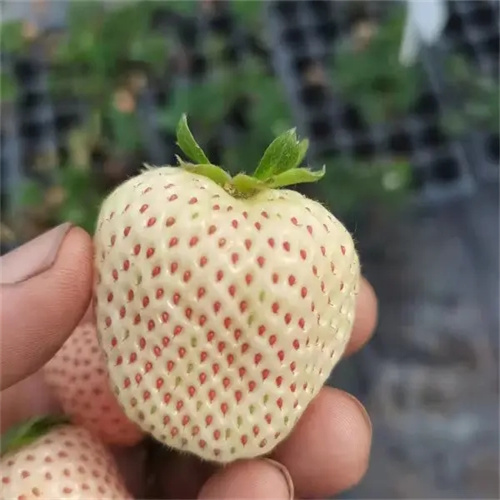 广西隋珠草莓苗