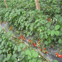 供应红颜草莓苗/广西桂林市 