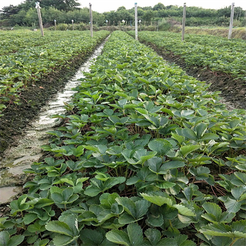 桂林红颜草莓苗批发价格