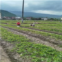 广西法兰地草莓苗批发地址