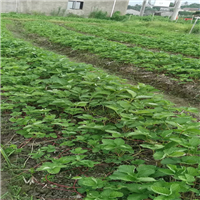 广西隋珠草莓苗种批发价格