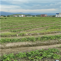 广西法兰地草莓苗种植基地
