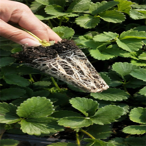 桂林红颜草莓苗批发基地