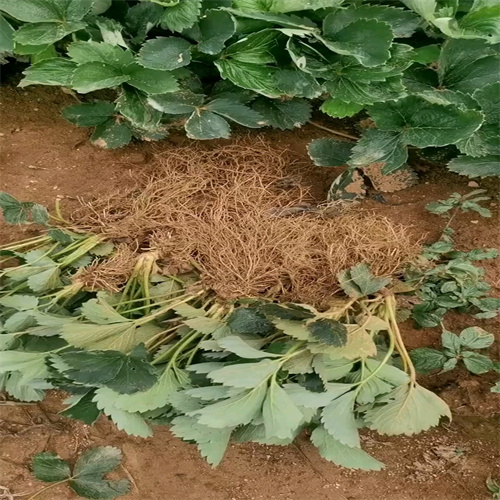 桂林红颜草莓苗批发