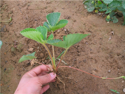 红颊草莓苗价格－广西桂林红颜草莓专业合作社 