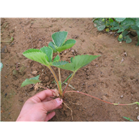 红颊草莓苗价格－广西桂林红颜草莓专业合作社 