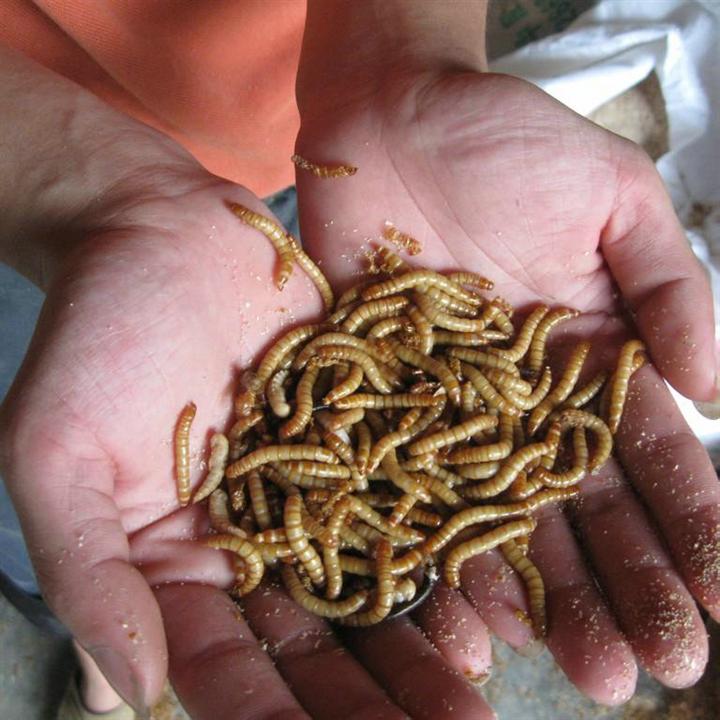 黄粉虫**专家02