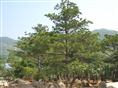 陕西华山松基地 