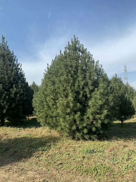 陕西白皮松基地1 