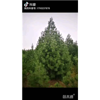 陕西白皮松苗木基地 