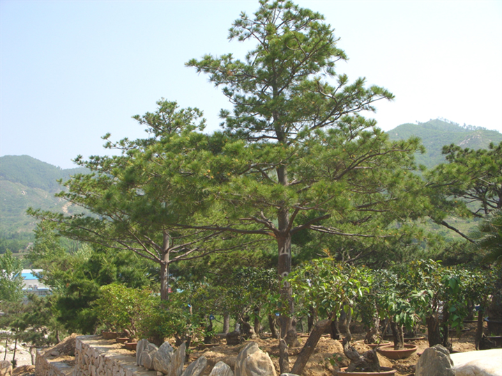 陕西华山松基地 