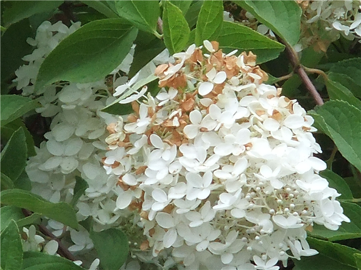 河北花灌木 