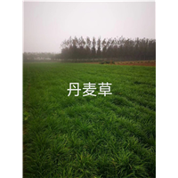 定州丹麦草