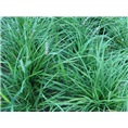 河北麦冬草价格 