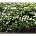 河北花灌木出售 