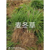 保定麦冬草批发