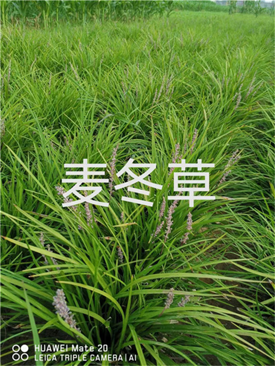 保定麦冬草基地