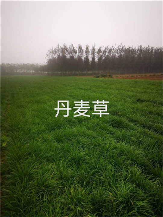 定州丹麦草