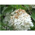 河北花灌木 
