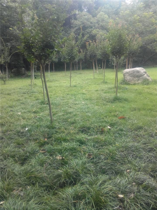 河北麦冬草栽植案例 