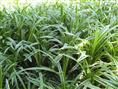 麦冬草|保定麦冬草|河北麦冬草 