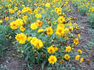 供应河北金鸡菊 