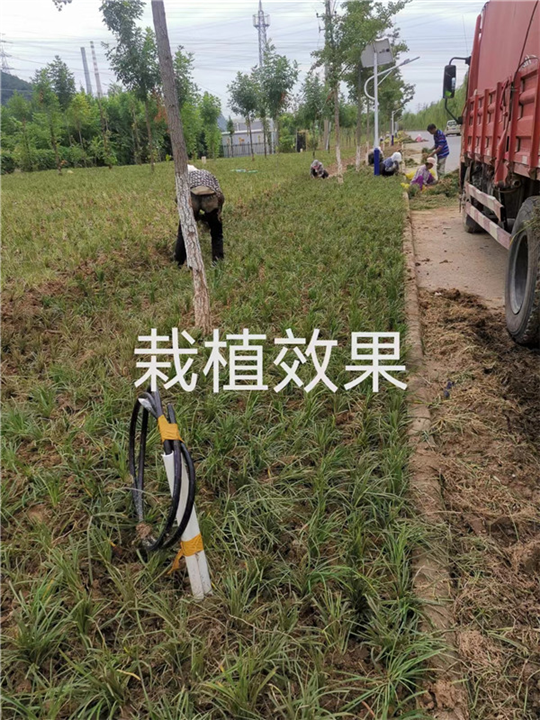 河北麦冬草基地