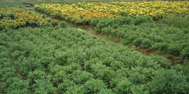 供应地被菊|河北地被菊 