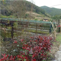 福建泥鳅苗
