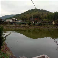 三明泥鳅苗