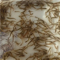 三明泥鳅苗供应